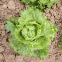 Kokopelli Bio listnata solata 