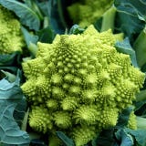 Kokopelli Biologische Broccoli "Romanesco"