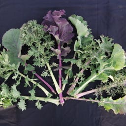 Kokopelli Chou Frisé Bio 