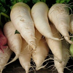 Kokopelli Bio Winterrettich 