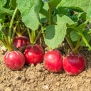 Kokopelli Bio redkvica 