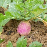 Kokopelli Organic White Beetroot "Globe"