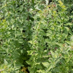 Kokopelli Biologische Oregano - 0,20 g