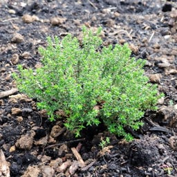 Kokopelli Thym Bio - 0,20 g