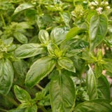Kokopelli Organic Basil "Gro&szlig;es Gr&uuml;nes"