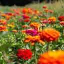 Kokopelli Bio cinija 