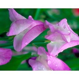 Kokopelli Pisello Odoroso Bio - Butterfly - 40 semi