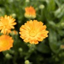 Kokopelli Organic Marigolds 