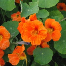 Biologische Oost-Indische Kers Kleurenmix - 30 Korrels