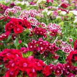 Kokopelli Organic Carnations "Electron"