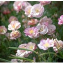 Set de Graines de Fleurs à Couper 