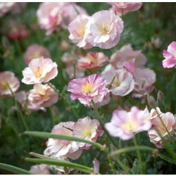 Set de Graines de Fleurs à Couper 