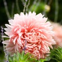 Set de Graines de Fleurs à Couper 