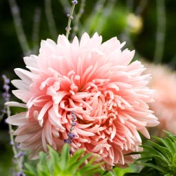 Set de Graines de Fleurs à Couper 