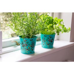 Macetas para Hierbas Aromáticas - Flora & Fauna