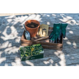 Set para Siembra y Plantación - Woodland Wonders - 1 set