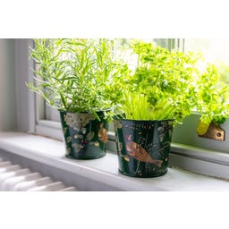Macetas para Hierbas Aromáticas - Woodland Wonders