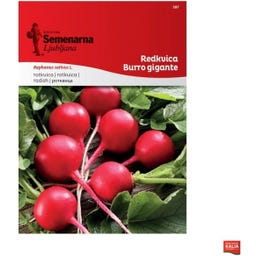 Semenarna Ljubljana Radieschensamen 