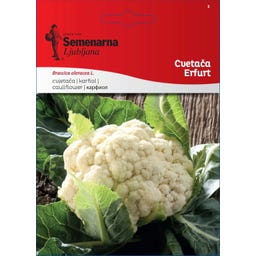 Semenarna Ljubljana Blumenkohlsamen 