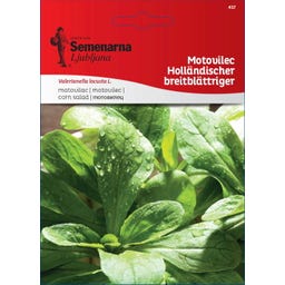 Semena polníčku „Holländischer Breitblättriger“ - 7 g
