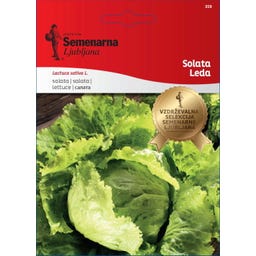 Semenarna Ljubljana Eissalatsamen 