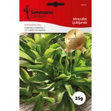 Semenarna Ljubljana Roszpunka "Ljubljanski" - nasiona