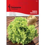 Semenarna Ljubljana Pluksla-zaden "Gentilina"