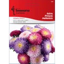 Semenarna Ljubljana Astersamen 