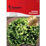 Semenarna Ljubljana Endive Seeds &lsquo;Dečja glava&rsquo;