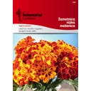 Studentenblumensamen (niedrig) – Mischung - 2 g