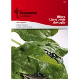 Semenarna Ljubljana Mangoldsamen "Verde da Taglio"