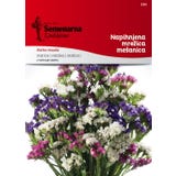 Semenarna Ljubljana Alchechengi - Miscela