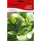 Semenarna Ljubljana Majssalladsfr&ouml;n "Dutch Broadleaf"