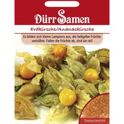 Physalis Erdkirsche / Ananaskirschesamen