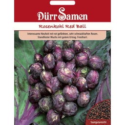 Rosenkohlsamen 