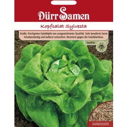 Kopfsalatsamen 