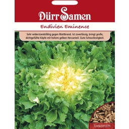 Endiviensamen 