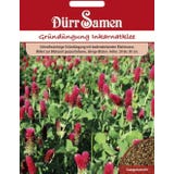 D&uuml;rr Samen Green Manure Crimson clover