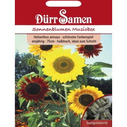 Sonnenblumensamen 