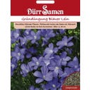 Dürr Samen Abonos verdes - Lino azul - 60 g