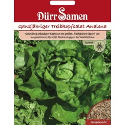 Kopfsalatsamen 