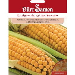 Zuckermaissamen 