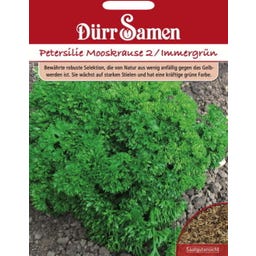 Petersiliesamen immergrün - 2.000 Korn