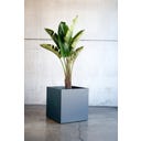 Herstera Pflanzkübel Cube - anthrazit - 50 x 50 x 50 cm