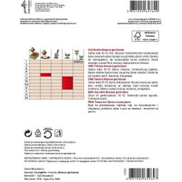 Semenarna Ljubljana Zucchinisamen 