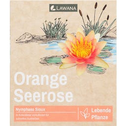 LAWANA Nymphaea Natura Coco 