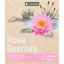 LAWANA Nymphaea Natura Coco 