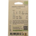 Kokopelli Bio salát batavia 