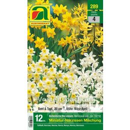 AUSTROSAAT Mini Stone Garden Daffodils - 12 Bulbs