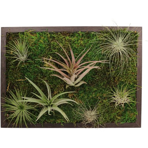 Plant Picture with Tillandsia and Moss